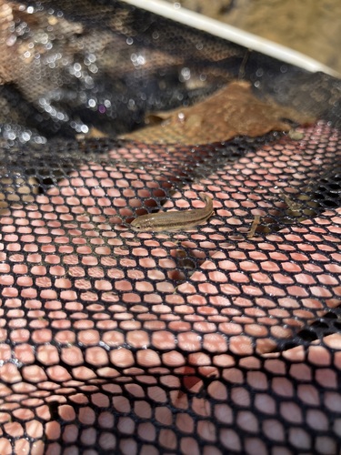 Rhinichthys obtusus