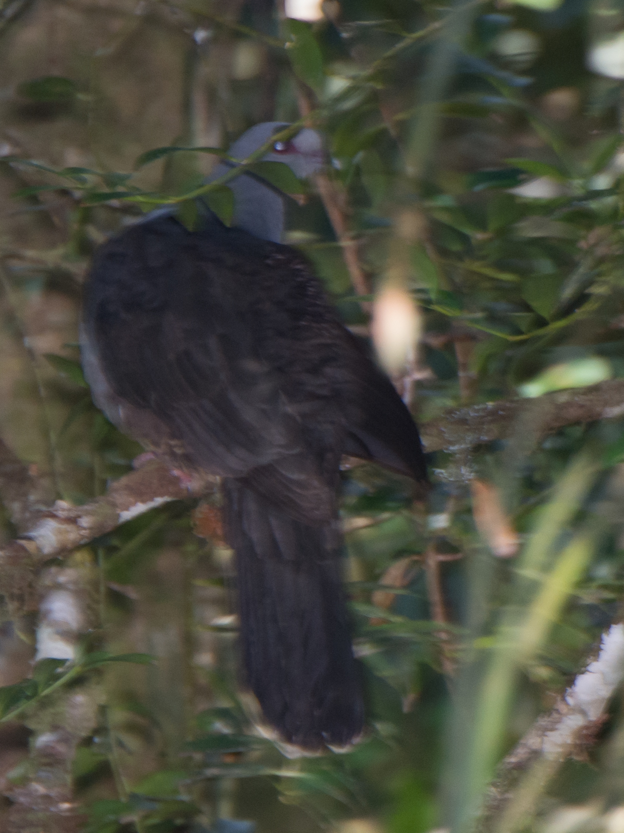 Sombre Pigeon (Cryptophaps poecilorrhoa), photo 10