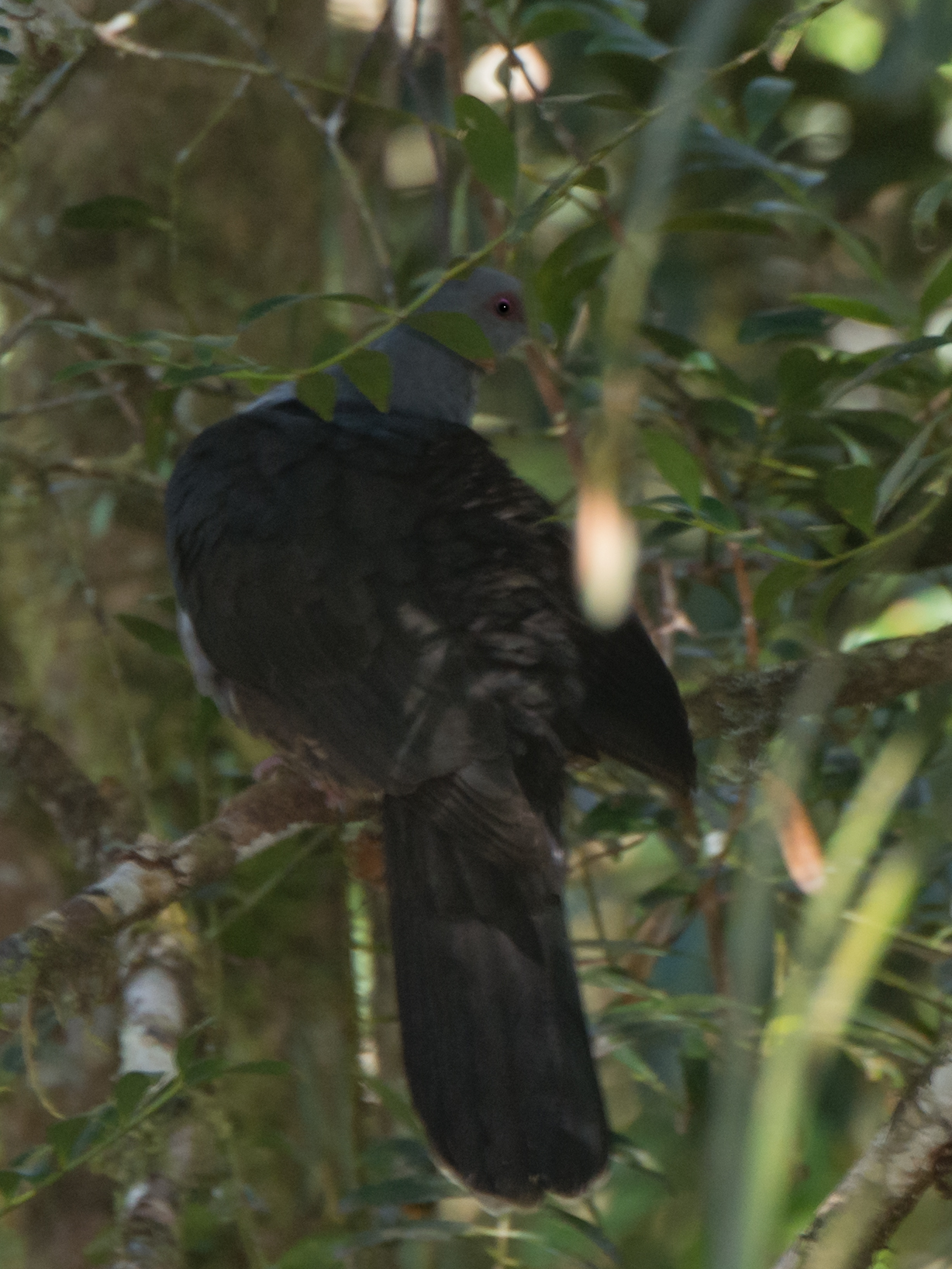 Sombre Pigeon (Cryptophaps poecilorrhoa), photo 4