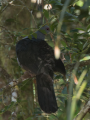 Cryptophaps poecilorrhoa