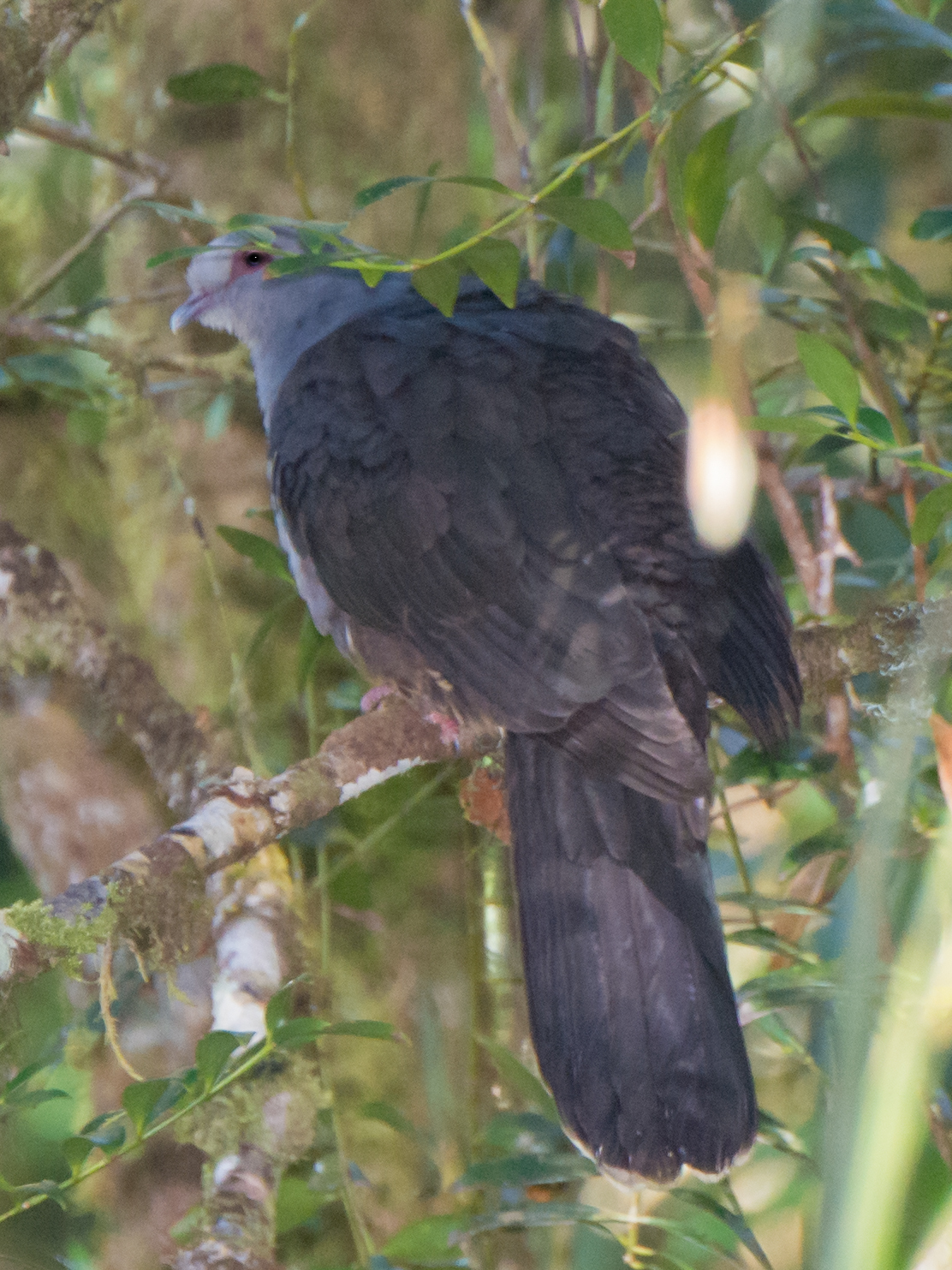 Sombre Pigeon (Cryptophaps poecilorrhoa), photo 3