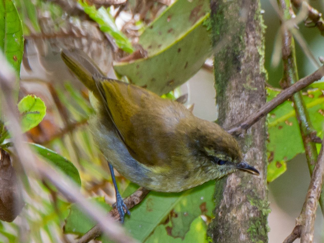 Lompobattang Leaf Warbler (Phylloscopus sarasinorum), photo 8