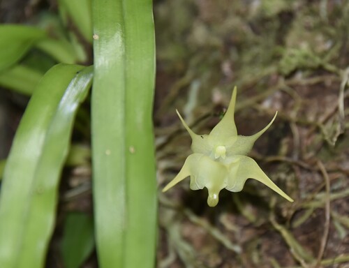 Aeranthes arachnites Lindl. 2