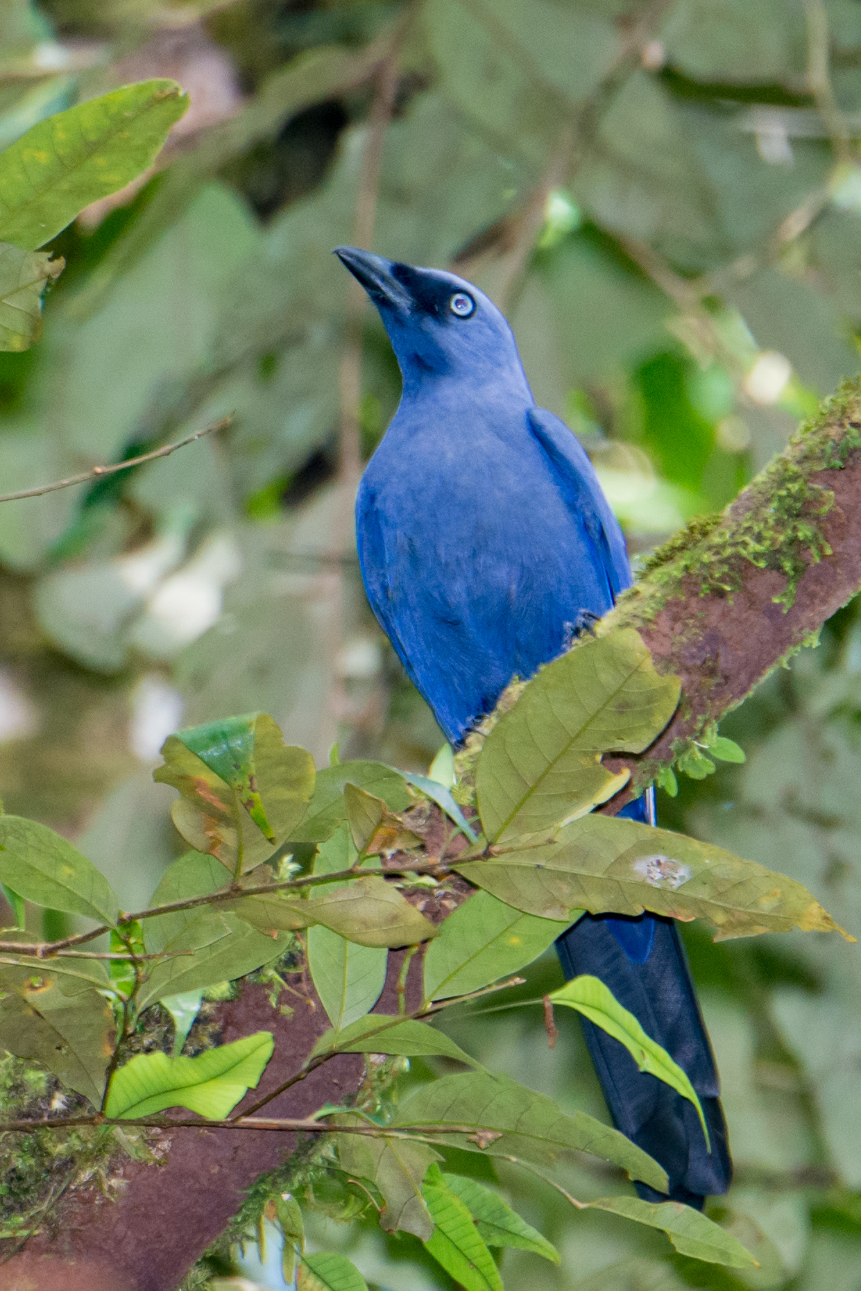 Cerulean Cuckooshrike (Coracina temminckii), photo 8