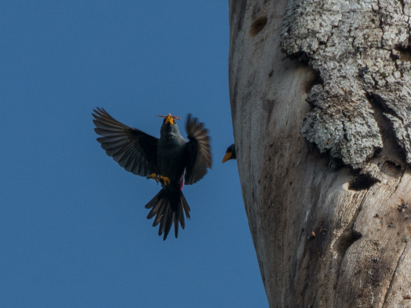 Finch-billed Myna illustration