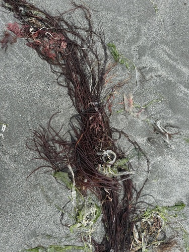 Gracilariopsis andersonii observed 2026-04-24
