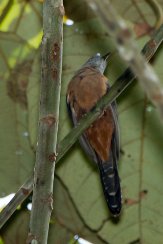 Sulawesi Brush Cuckoo (Cacomantis virescens), photo 7