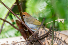 Phyllergates cucullatus