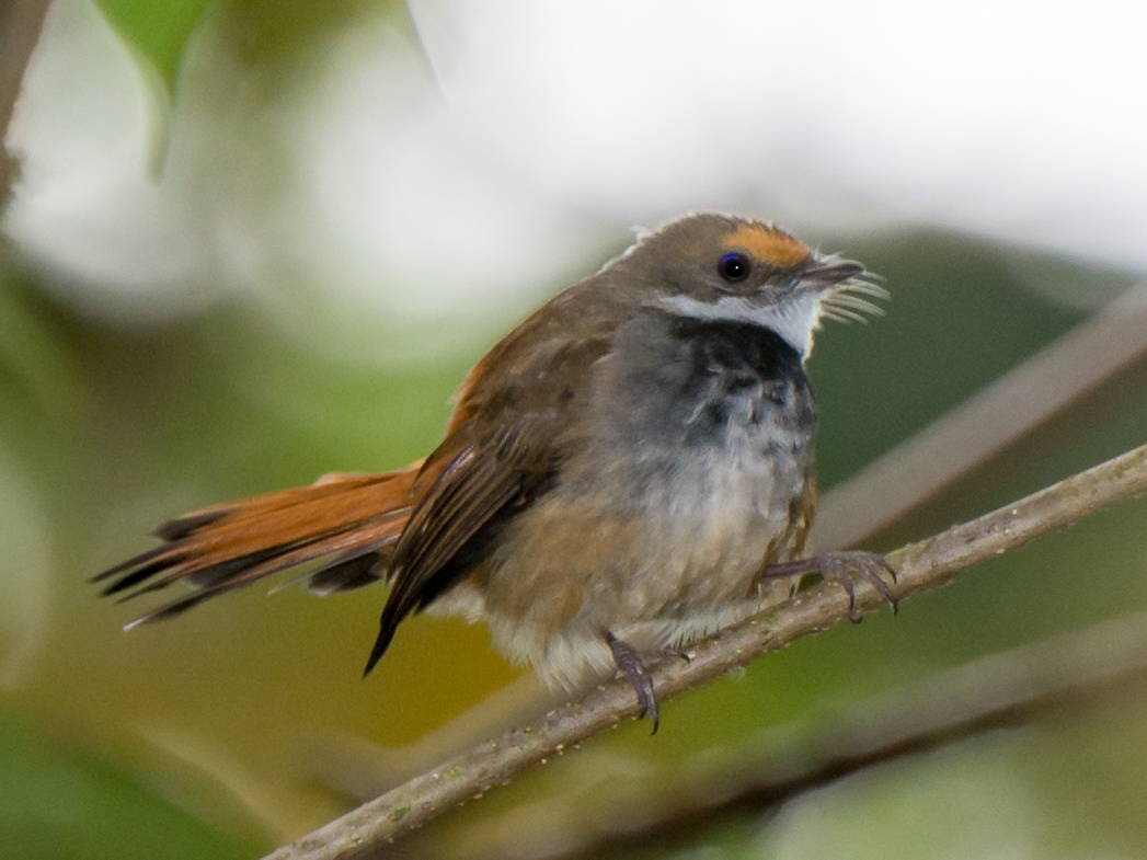 Sulawesi Fantail (Rhipidura teysmanni), photo 10