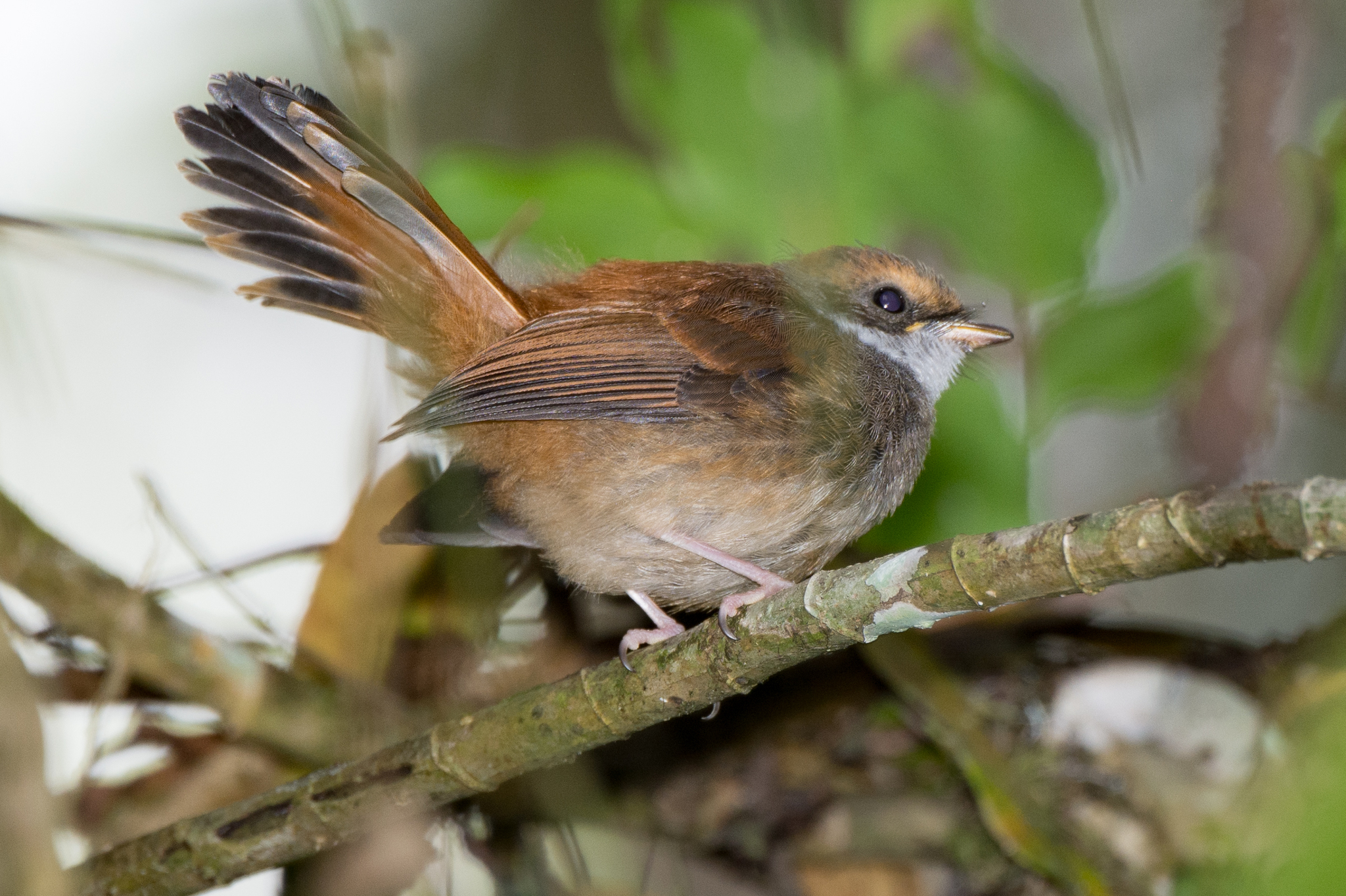 Sulawesi Fantail (Rhipidura teysmanni), photo 9