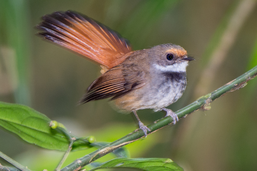 Rusty-Bellied Fantail