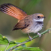 Sulawesi Fantail - Photo (c) William Stephens, some rights reserved (CC BY), uploaded by William Stephens