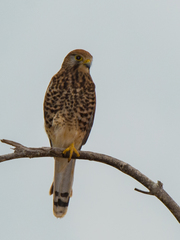Falco moluccensis