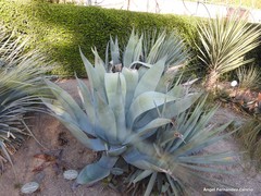 Agave cerulata