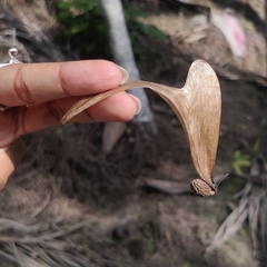 Pterocymbium tinctorium