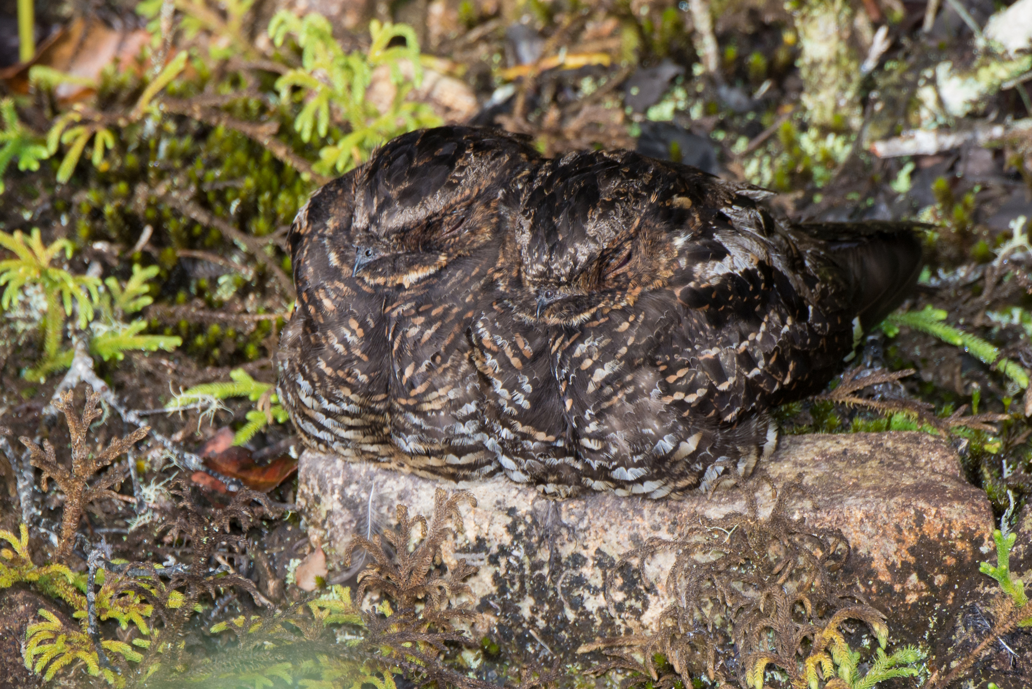 Satanic Nightjar (Eurostopodus diabolicus), photo 8