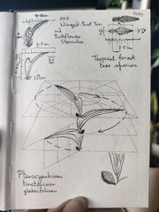 Pterocymbium tinctorium, photograph (c) Swadha Pardesi, some rights reserved (CC BY)