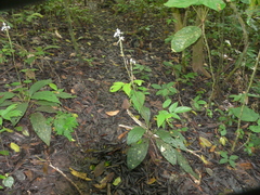 Calanthe zollingeri