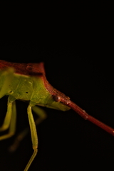 Gonocerus insidiator