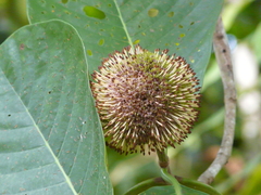 Naucleeae