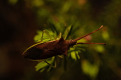 Gonocerus insidiator