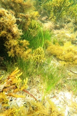 Zostera tasmanica