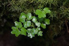 Cardamine angulata