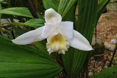 Sobralia klotzscheana