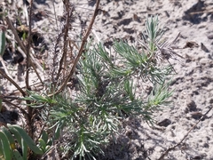 Leysera gnaphalodes