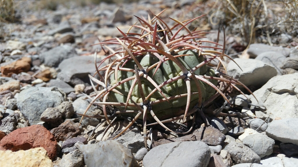 Echinocactus horizonthalonius, Julimes, Chih., México