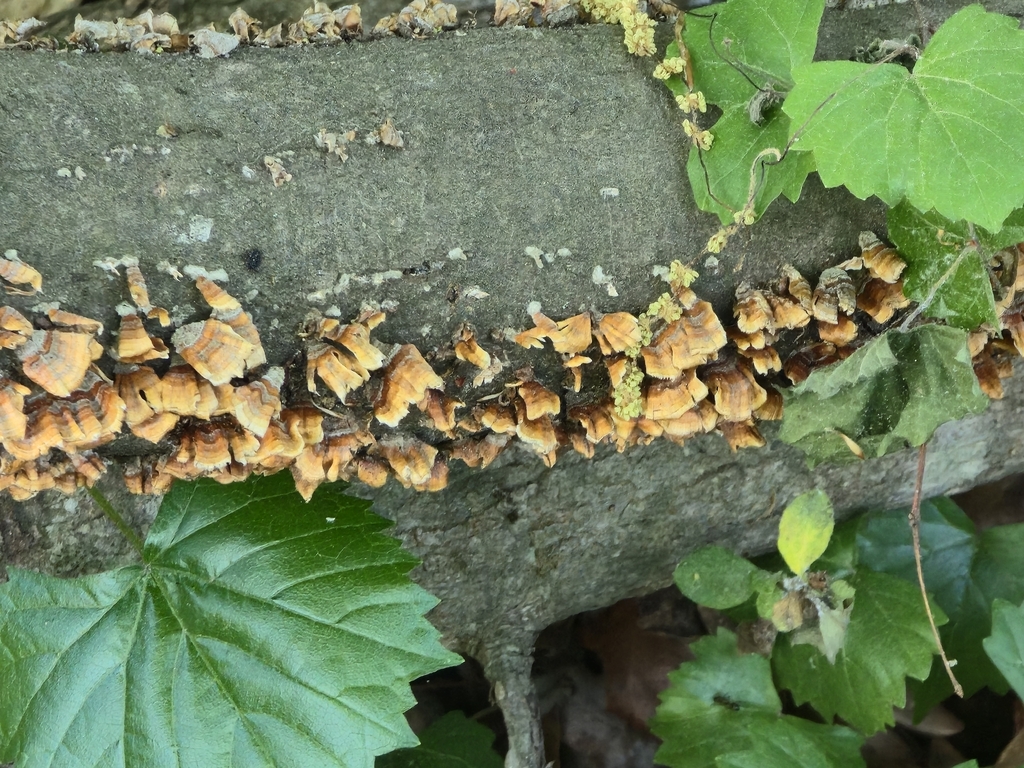 Stereum complicatum · April 2026 · photo: © cvharris (iNaturalist, cc0)
