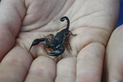 Euscorpius