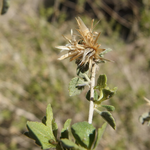 Image of Brickellia desertorum by (c) Sue Carnahan, some rights reserved (CC BY)