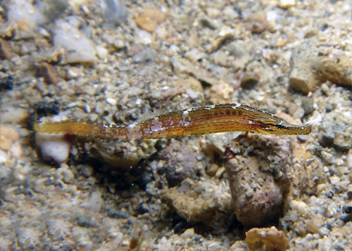 Pig-snouted pipefish (Choeroichthys suillus) — Syngnathidae