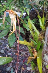 Phragmipedium