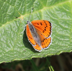 Lycaena violacea