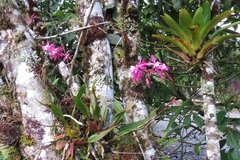 Oncidium vulcanicum