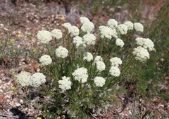 Ferulopsis hystrix