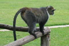 Cercopithecus mitis kolbi