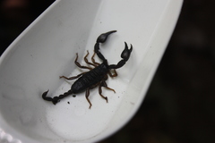 Euscorpius