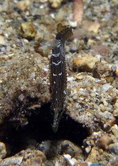 Choeroichthys suillus