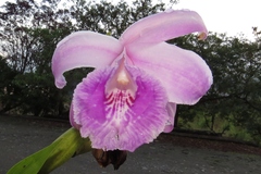 Sobralia rosea