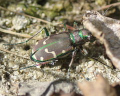 Cicindela limbalis