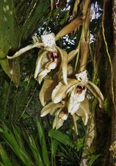 Stanhopea