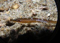 Choeroichthys suillus