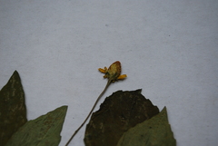 Heliopsis buphthalmoides