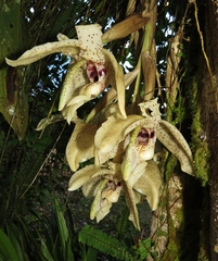 Stanhopea