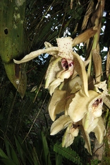 Stanhopea