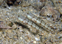 Valenciennea puellaris