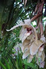 Stanhopea